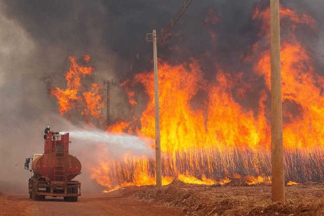 A fire fighter tries to put out fire in a sugar cane plantation near Dumon city, Brazil, on August 24, 2024. (Photo by Joel Silva/Reuters)