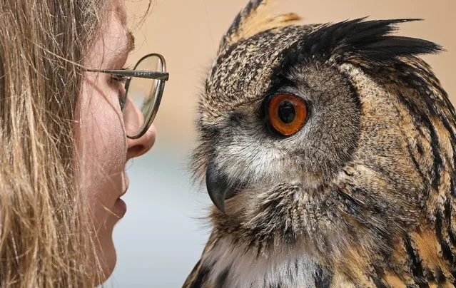 Falconer Laura, left, looks into the eyes of Hugo, a Eurasian eagle-owl, at a hunting fair in Dortmund, Germany, Wednesday, June 8, 2022. (Photo by Martin Meissner/AP Photo)