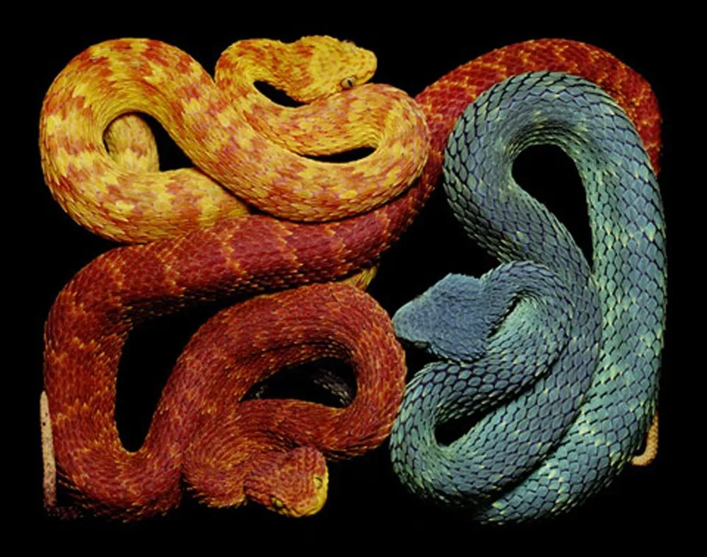 Snake by Guido Mocafico