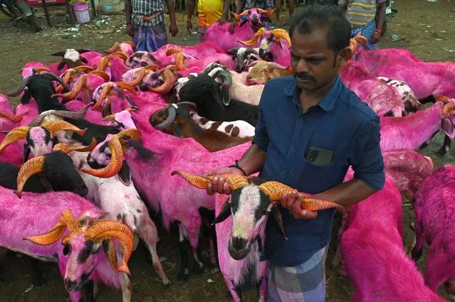 Sacrificial goats and lambs are sold ahead of Eid al-Adha, the feast of the sacrifice marking the end of the Hajj pilgrimage to Mecca and commemorates Prophet Abraham's readiness to sacrifice his son to show obedience to Allah, in Chennai on July 7, 2022. (Photo by Arun Sankar/AFP Photo)