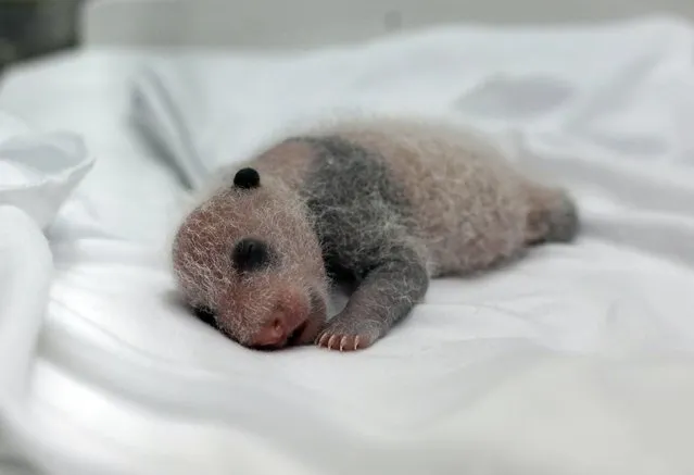 A newborn giant panda cub, one of the triplets which were born to giant panda Juxiao (not pictured), is seen inside an incubator at the Chimelong Safari Park in Guangzhou, Guangdong province August 12, 2014. According to local media, this is the fourth set of giant panda triplets born with the help of artificial insemination procedures in China, and the birth is seen as a miracle due to the low reproduction rate of giant pandas. (Photo by Alex Lee/Reuters)