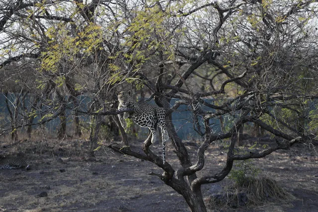 In this Sunday, March 15, 2020 photo, a leopard sits on a tree at Gir Interpretation Zone – Devalia near Gir National Park and Wildlife Sanctuary, also known as Sasan Gir in Gujarat, India. The Gir forests are the only natural habitat of the Asiatic Lions in Western India. (Photo by Ajit Solanki/AP Photo)