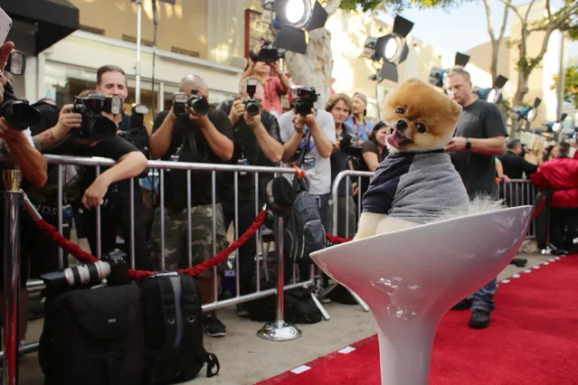 Jiff The Pomeranian attends the Los Angeles premiere of Awesomeness Film's JANOSKIANS: UNTOLD AND UNTRUE at Bruin Theatre on Tuesday, August 25, 2015, in Los Angeles, CA. (Photo by Eric Charbonneau/Invision for AwesomenessFilms/AP Images)