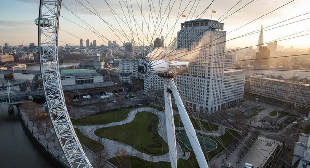 Cleaning experts clean the London Eye. (Photo by Caters News Agency)