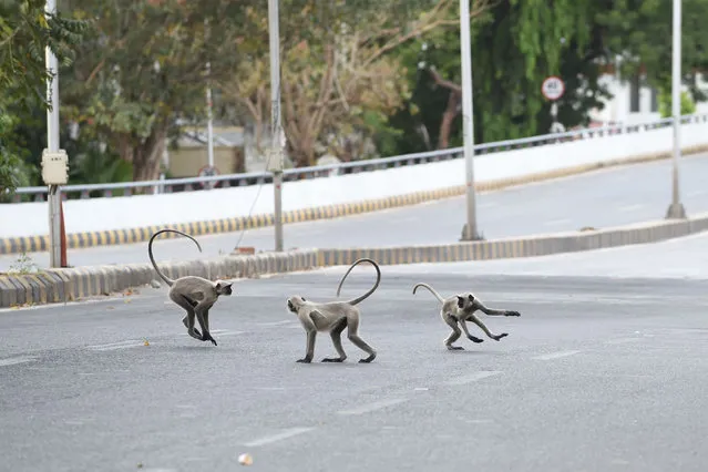 Grey langurs run along a deserted road during a government-imposed nationwide lockdown as a preventive measure against the COVID-19 coronavirus, in Ahmedabad on April 19, 2020. (Photo by Sam Panthaky/AFP Photo)