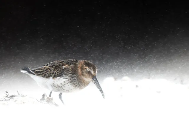 Young bird photographer of the year. Dunlin (Calidris alpina). Heligoland, Germany. (Photo by Levi Fitze/Bird Photographer of the Year 2022)