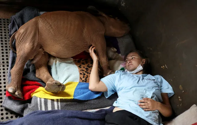 Larize Nel, a volunteer lies next to Mapimpi, an orphaned rhino, amid the spread of the coronavirus disease (COVID-19) at a sanctuary for rhinos orphaned by poaching, in Mookgopong, Limpopo province, South Africa on April 17, 2020. (Photo by Siphiwe Sibeko/Reuters)