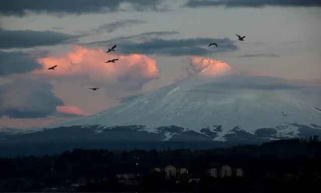 The Villarrica volcano is seen at sunset from Villarrica town, Chile, August 10, 2015. Villarrica is among the most active volcanoes in South America. (Photo by Cristobal Saavedra/Reuters)