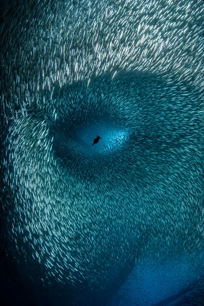 Ocean Photographer of the Year 2022 Winners