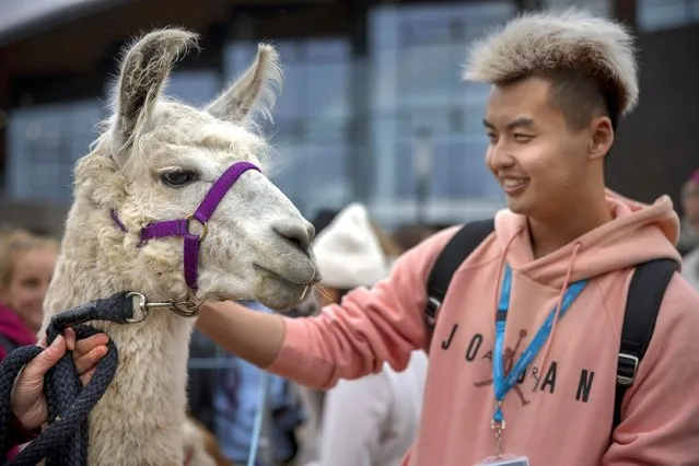 A student at York University on September 30, 2022 meets one of the animals at Nidderdale Llamas, which runs treks and claims that spending time with the animal can alleviate stress. (Photo by James Glossop/The Times)