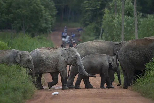 In this Thursday, August 18, 2016 photo, a herd of wild elephants cross a dirt road in Pana, southeastern province of Chanthaburi, Thailand. To stop wild elephants rampaging through their crops, farmers are trying a pilot scheme run by the Thai Department of National Parks that is deploys bees as a new line of defense, exploiting elephants' documented fear of bee stings. (Photo by Gemunu Amarasinghe/AP Photo)