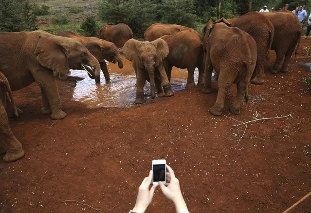 A visitor photographs orphaned baby elephants with a cell phone at the David Sheldrick Elephant Orphanage within the Nairobi National Park, near Kenya's capital Nairobi October 12, 2014. The orphanage under the David Sheldrick Wildlife Trust is operated by Daphne Sheldrick, wife of late famous naturalist David William Sheldrick. The orphaned elephants raised by the trust will be returned to join the undomesticated elephant population in Tsavo National Park, where David was the founder warden from 1948 to 1976, when they mature, usually between eight to 10 years old. (Photo by Goran Tomasevic/Reuters)