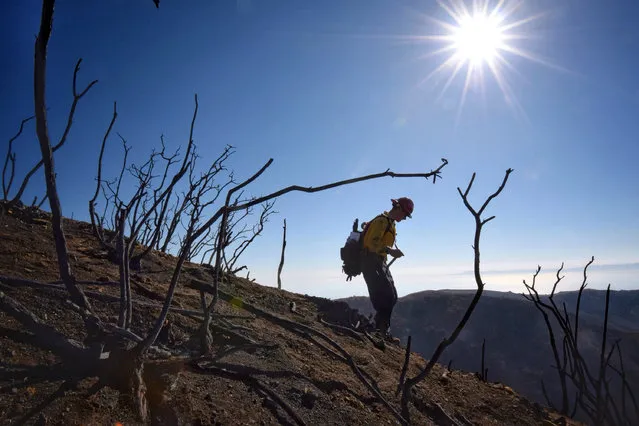 In this photo provided by the Santa Barbara County Fire Department, Santa Barbara County Fire Capt. Ryan Thomas hikes down steep terrain below East Camino Cielo to meet with his crew and root out and extinguish smoldering hot spots in Santa Barbara, Calif., Tuesday, December 19, 2017. Officials estimate that the Thomas Fire will grow to become the biggest in California history before full containment, expected by Jan. 7, 2018. (Photo by Mike Eliason/Santa Barbara County Fire Department via AP Photo)