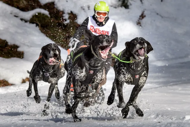 Dogs pull a competitor's sled during the 2017 International Dog Sled Races on January 28, 2017 in Todtmoos, Germany. Over 100 mushers are competing in the two-day race deep in the Black Forest. (Photo by Thomas Lohnes/Getty Images)