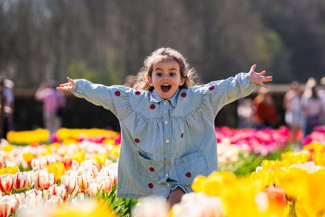 Bowie Snow runs in the tulips at Strawberry Fields, Lifton, Devon on April 13, 2025. The South West's largest tulip festival takes place across April, showcasing 250,000 Tulips with over 40 varieties across three acres at Strawberry Fields in UK. (Photo by William Dax/South West News Service)