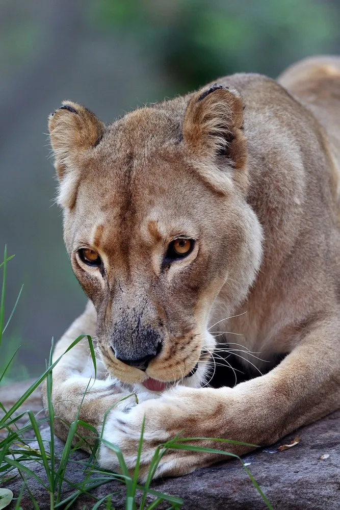 Taronga Zoo Animals Beat the Heat with Cold Treats