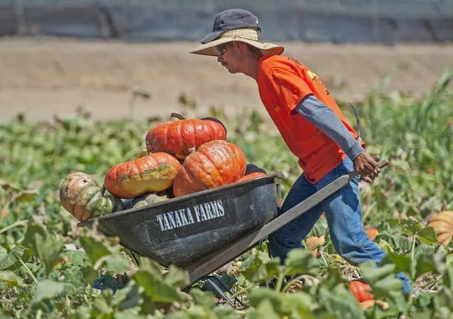 Vicente Rodriquez, a worker at Tanaka Farms in Irvine, Calif., harvests the larger pumpkins in the patch and puts them in large boxes for purchase Wednesday, September 30, 2015. (Photo by Michael Goulding/The Orange County Register via AP Photo)