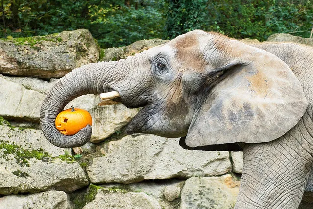 Elephants are lov for pumpkins. (Photo by Daniel Zupanc/EuroPics/Schönbrunn Zoo)