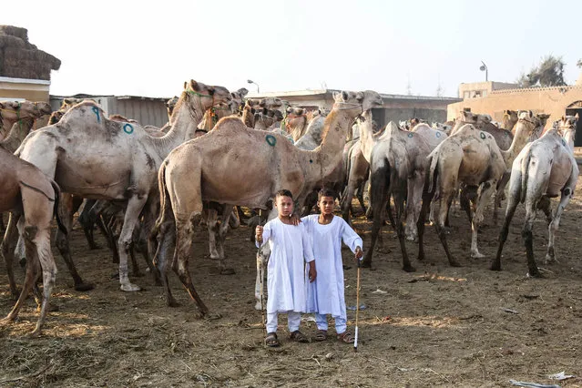Two boys pose for a portrait during an auction at Birqash Camel Market just outside of Cairo, Egypt, Friday, September 18, 2015 ahead of next week's Eid al-Adha holiday. Muslims all over the world celebrate the three-day festival Eid al-Adha, by sacrificing sheep, goats, camels and cows to commemorate the willingness of the Prophet Ibrahim (Abraham to Christians and Jews) to sacrifice his son, Ismail, on God's command. (Photo by Mohammed El Raai/AP Photo)