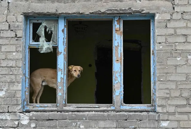 A stray dog looks out of a broken window of a heavily damaged residential building in the frontline town of Avdiivka, Donetsk region on December 15, 2022, amid the Russian invasion of Ukraine. (Photo by Genya Savilov/AFP Photo)