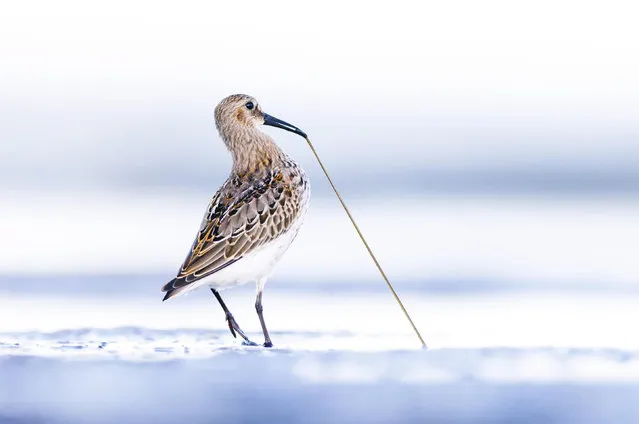 A dunlin uses its long beak to pull a lugworm out of the sand at the Hel Peninsula on the Baltic Coast in Poland in December 2022. During migration thousands of birds stop here to forage for worms, insects and mussels. (Photo by Mateusz Piesiak/Solent News)