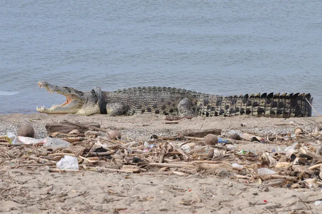 A crocodile that has had a motorcycle tyre around its neck for at least two years appears on a beach in Palu City, Central Sulawesi, Indonesia on January 16, 2018. (Photo by Reuters/Antara Foto)