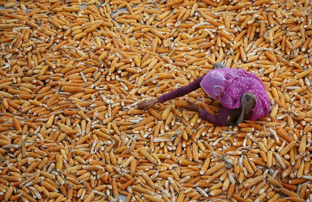 An Indian woman farmer dries the maize crop at Aloli village, about 90 kilometers (56 miles) southeast of Ajmer, India's western state of Rajasthan, Thursday, October 8, 2015. Maize is an important cereal crop in the world after wheat and rice. (Photo by Deepak Sharma/AP Photo)