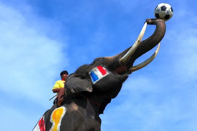 An elephant painted with France's national flags plays soccer during a soccer match with students in Ayutthaya province, Thailand on December 13, 2022. (Photo by Athit Perawongmetha/Reuters)