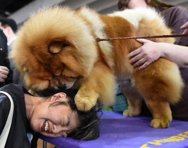 Candace Chien plays with a Chow Chow in the benching area on Day One of competition at the Westminster Kennel Club 142nd Annual Dog Show in New York on February 12, 2018. (Photo by Timothy A. Clary/AFP Photo)