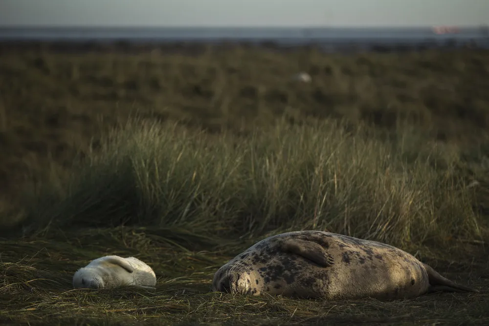 Seal Pup Season in England