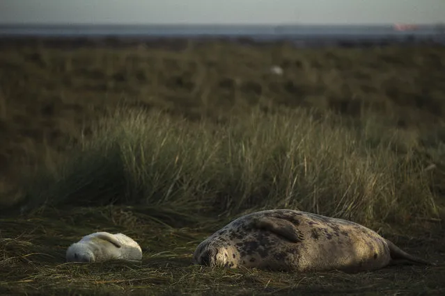 A Grey Seal pup and it's mothere lay in the grass at the Lincolnshire Wildlife Trust's Donna Nook nature reserve on November 24, 2014 in Grimsby, England. (Photo by Dan Kitwood/Getty Images)