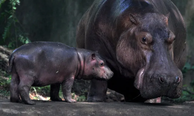 A Hippopotamus is pictured with her 19-day-old cub in Assam state Zoo cum Botanical Garden in Guwahati in India's northeastern state of Assam on September 30, 2020. (Photo by Xinhua News Agency/Rex Features/Shutterstock)