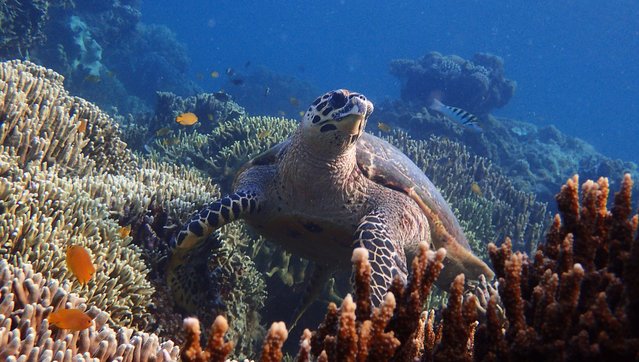 A sea turtle rests on a coral reef near the Philippines. (Photo by Travel Trend/Getty Images/iStockphoto)