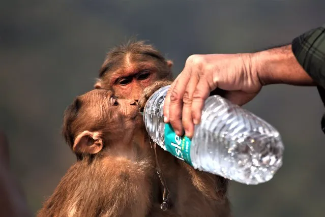 A man helps monkey to drink water from a plastic water bottle in Mahabaleshwar, India on February 2, 2023. (Photo by Indranil Aditya/NurPhoto via Getty Images)