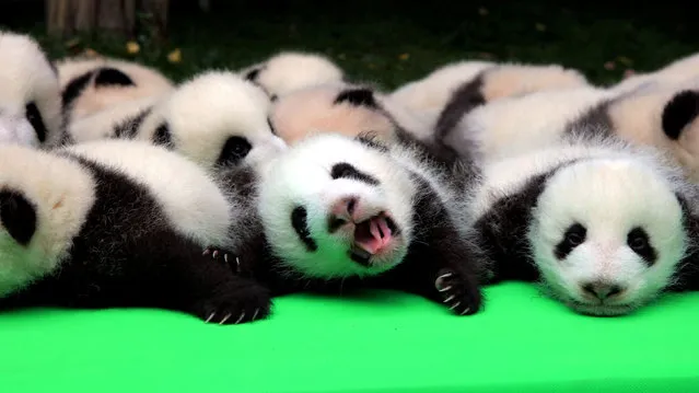 About 23 giant pandas born in 2016 are seen on a display at the Chengdu Research Base of Giant Panda Breeding in Chengdu, Sichuan province, China, September 29, 2016. (Photo by Reuters/China Daily)