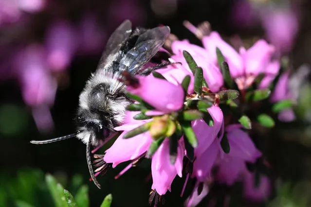 An ashy mining bee (Andrena cineraria) forages on a heather in Rennes, western France, on March 22, 2022. (Photo by Damien Meyer/AFP Photo)