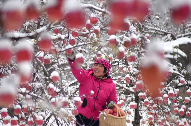 A farmer harvests apples at an apple orchard after a snowfall on December 2, 2020 in Yiyuan County, Shandong Province of China. (Photo by Zhao Dongshan/VCG via Getty Images)