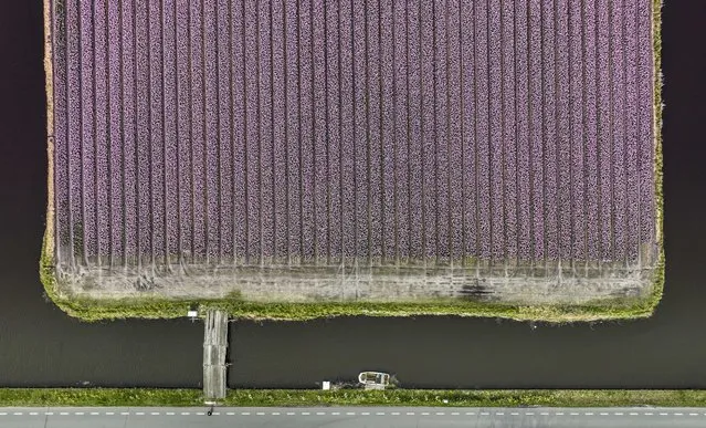 An aerial view taken with a drone of a colorful bulb field in Lisse, The Netherlands, 28 March 2023. The fields of hyacinths are already in full bloom. (Photo by Jeffrey Groeneweg/EPA)