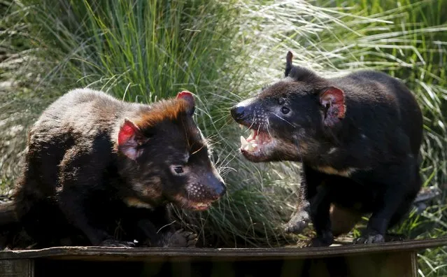 Tasmanian Devils fight in their enclosure before the first shipment of healthy and genetically diverse devils to the island state of Tasmania are sent from the Devil Ark sanctuary in Barrington Tops on Australia's mainland, November 17, 2015. (Photo by Jason Reed/Reuters)