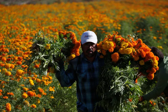 A man carries bundles of Cempasuchil Marigolds to be used during Mexico's Day of the Dead celebrations in Ciudad Juarez, Mexico, October 26, 2016. (Photo by Jose Luis Gonzalez/Reuters)