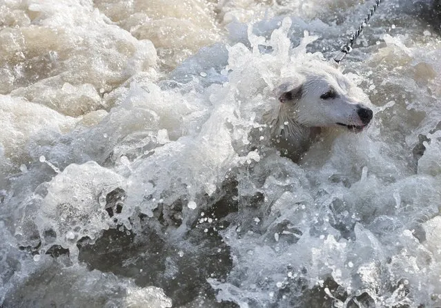 A dog attempts to swim off the coast of the Arabian sea on a hot summer day in Mumbai, India on April 24, 2023. (Photo by Francis Mascarenhas/Reuters)