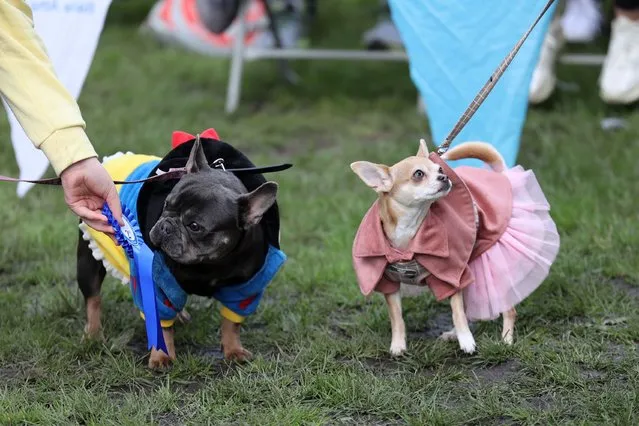 “Sir Otto” and “Bambi” compete in the Best Dressed Class of the Harold's Cross Community Dog show held on Saturday, May 13, 2023 in Harold's Cross Park, Dublin. (Photo by Nick Bradshaw/The Irish Times)