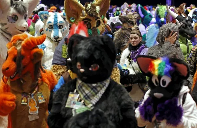 Attendees at the Midwest FurFest gather for a group photo in the Chicago suburb of Rosemont, Illinois, United States, December 5, 2015. (Photo by Jim Young/Reuters)