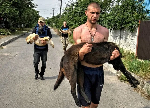 Volunteers evacuate dogs, previously sedated, from a flooded area after the Nova Kakhovka dam breached, amid Russia's attack on Ukraine, in Kherson, Ukraine on June 7, 2023. (Photo by Vladyslav Musiienko/Reuters)