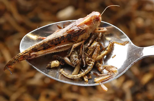 Locusts and worms are seen on a spoon after being cooked with olive oil for a discovery lunch in Brussels September 20, 2012. (Photo by Francois Lenoir/Reuters)