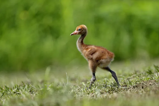 A recently born whooping crane chick, a critically endangered species, walks in an enclosure at the Audubon Nature Institute's Species Survival Center in New Orleans, Thursday, June 21, 2018. Their numbers dwindled to 21 in the 1940s, including a handful in Louisiana. That’s grown to 670 today – about 510 in the wild, the rest in captivity. (Photo by Gerald Herbert/AP Photo)