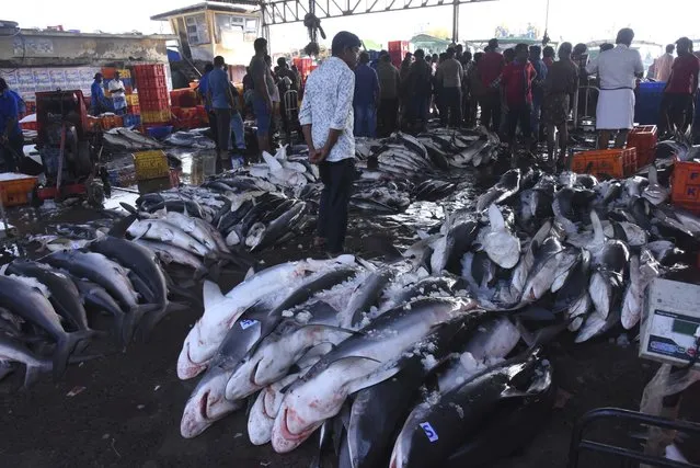 Different kinds of shark and fish are displayed for sale on March 3, 2023, in Kochi, Kerala state, India. The India Meteorological Department as well as the state of Kerala have increased infrastructure for cyclone warnings since Cyclone Ockhi in 2017, which killed about 245 fishermen out at sea. (Photo by Satheesh AS/AP Photo)