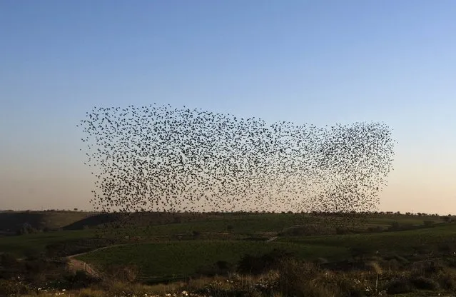 Migrating starlings fly in formation across the sky near the southern Israeli town of Rahat February 2, 2015. (Photo by Nir Elias/Reuters)