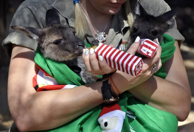 A handout picture made available by the Sydney Wild Life Zoo shows 7-month-old kangaroo joeys, Dot and Matilda during their official public debut at the Sydney Wild Life Zoo, in Sydney, Australia, 18 December 2015. (Photo by EPA/Sydney Wild Life Zoo)