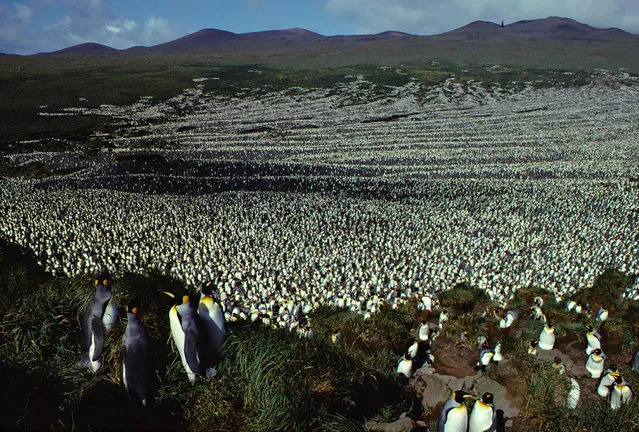 This handout photo taken in 1982 and released on July 30, 2018 by the French National Centre for Scientific Research (CNRS – Centre national de la recherche scientifique) shows a two- million- strong king penguin colony on Ile aux Cochon, part of France’s Iles Crozet archipelago, situated roughly half way between the southern tip of Africa and Antarctica The world' s largest colony of king penguin has declined by nearly 90 percent in three decades, alarmed researchers said on July 30, 2018. The last time scientists set foot on France' s remote Ile aux Cochons the island was blanketed by two million of the flightless birds, which stand about a metre (three feet) tall. (Photo by Henri Weimerskirch/AFP Photo)